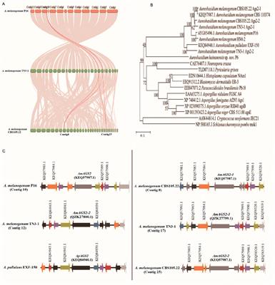 Genomic analysis and mechanisms exploration of a stress tolerance and high-yield pullulan producing strain